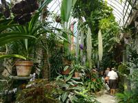 Im Tropenhaus der Isola Bella.