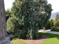 ....eine von einem Tornado umgeworfene nun wieder aufgerichtete Kaschmir Zypresse.