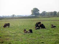 Camargue