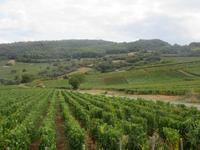 Beaujolais Weinberge