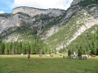 Almabtrieb im Rautal