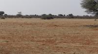 Kalahari Anib Lodge, Erdhörnchen