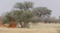 Kalahari Anib Lodge, Termitenhügel