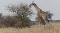 Kalahari Anib Lodge, game drive