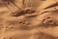 Torgos Safari Lodge, Wanderung