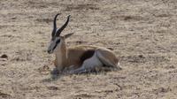 Kgalagadi Park