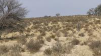 Kgalagadi Park