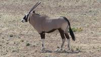 Kgalagadi Park