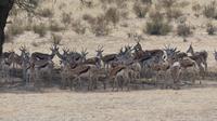 Kgalagadi Park
