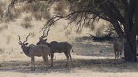 Kgalagadi Park