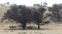 Kgalagadi Park