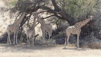 Kgalagadi Park