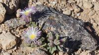 am Fish River Canyon