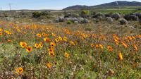 Namaqaland (Prächtiges Bärenohr)
