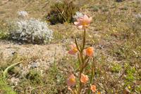 Namaqaland