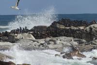 Lamberts Bay, Robben