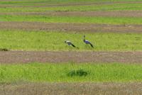 Paradieskraniche bei Elands Bay