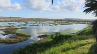 Flamingos bei Velddrif
