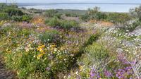 Westcoast Nationalpark