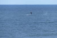 Westcoast Nationalpark, Atlantic viewpoint, Buckelwal