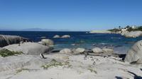 Brillenpinguine in Simons Town