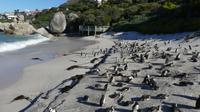 Brillenpinguine in Simons Town