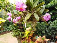 13.09.2018 Raffeiner Orchideenwelt