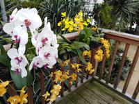 13.09.2018 Raffeiner Orchideenwelt