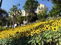 15.09.2018 Schloss Trauttmansdorff