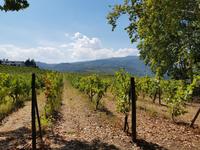 Weingut „Quinta da Pacheca“ 