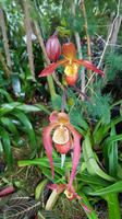 Jersey, Orchid Foundation