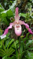 Jersey, Orchid Foundation