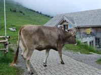 Die Kuh versperrt uns den Weg zur Käserei