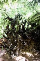 234. MacMillan Provincial-Park