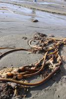 284. Pacific-Rim-Nationalpark - Pazifikstrand