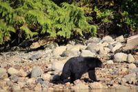 347. Bear-Watching in Tofino