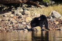 356. Bear-Watching in Tofino
