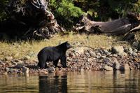 358. Bear-Watching in Tofino