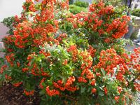 Farben des Herbstes