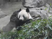 Peking 