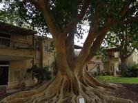 Ein Gedi botanischer Garten