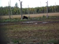 WILDTIERSAFARI kARELIEN (13)