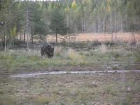 WILDTIERSAFARI kARELIEN (43)