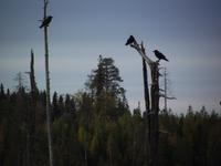 WILDTIERSAFARI kARELIEN (54)