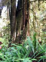 Ein Zeder-Hemlock-Ahorn-Baum