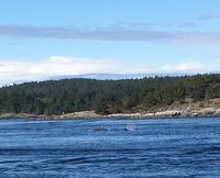 2 von 5 Orcas bei Victoria