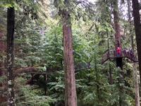 luftige Haengebruecken in Vancouver