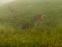 Rehe auf Grouse Mt.