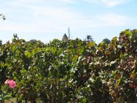 Mallorca - Weingut José L. Ferrer