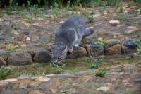 Katze in der Alhambra